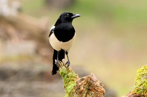 Common Magpie Pica Pica — Stock Photo, Image