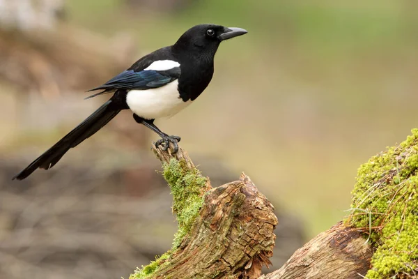 Gemensamma Skata Picapica — Stockfoto