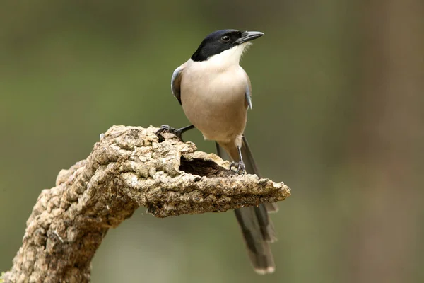 stock image Azure-winged magpie. Cyanopica cyanus