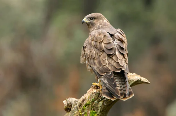 Mäusebussard Buteo Buteo — Stockfoto