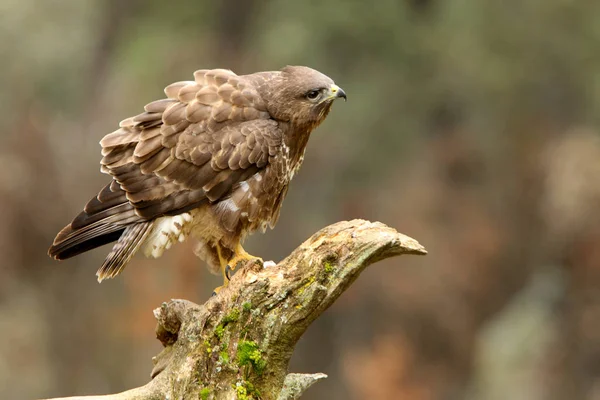 Buse Commune Buteo Buteo — Photo