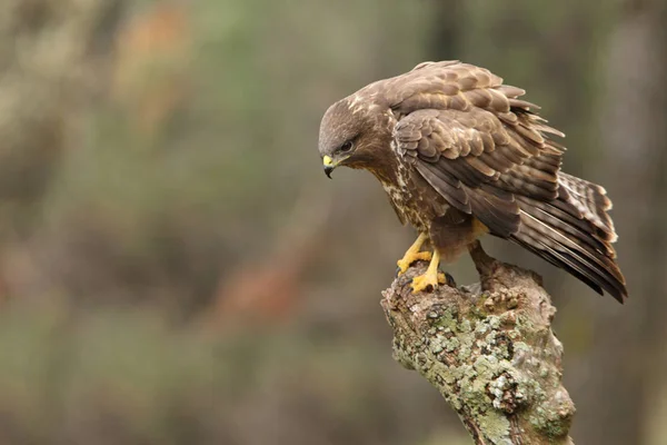 Bayağı Şahin Buteo Buteo — Stok fotoğraf