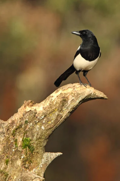 Una Gazza Comune Pica Pica — Foto Stock