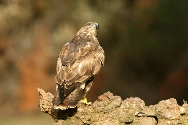 Buizerd Buteo Buteo — Stockfoto