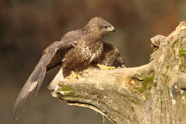 Mäusebussard Buteo Buteo — Stockfoto