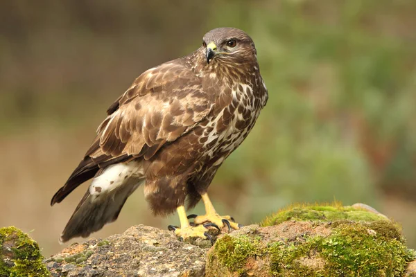 Mäusebussard Buteo Buteo — Stockfoto