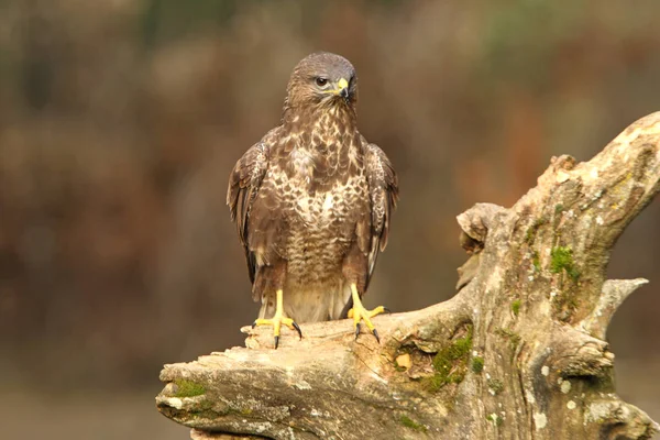 Myszołów Zwyczajny Buteo Buteo — Zdjęcie stockowe