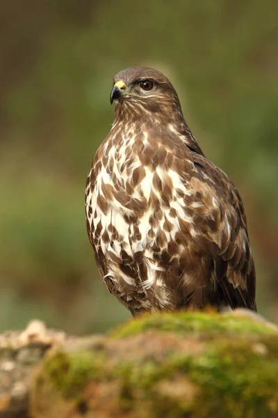 Káně Lesní Buteo Buteo — Stock fotografie