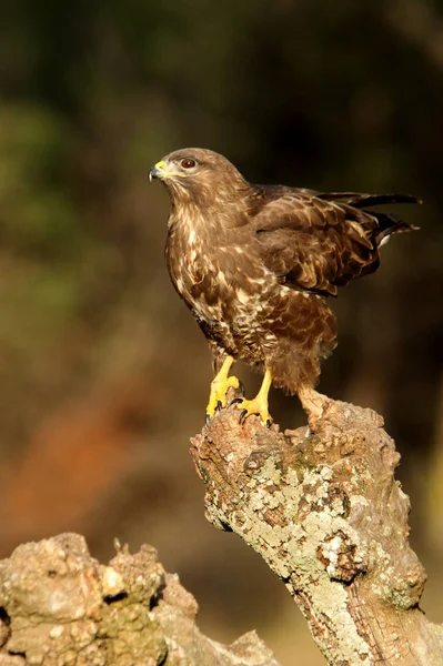 Buitre Común Buteo Buteo — Foto de Stock