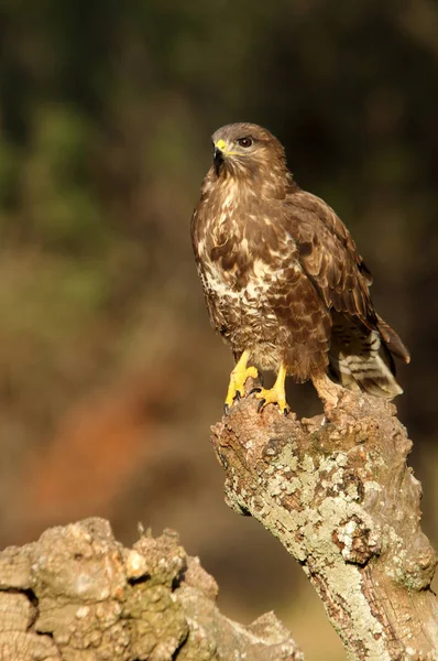 Buitre Común Buteo Buteo — Foto de Stock