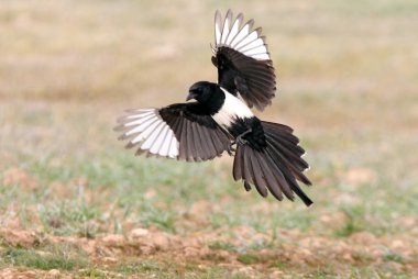 Ortak magpie. Pika pika