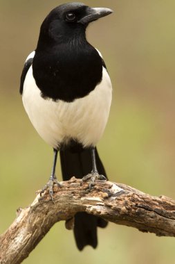 Ortak magpie. Pika pika