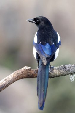 Ortak magpie. Pika pika