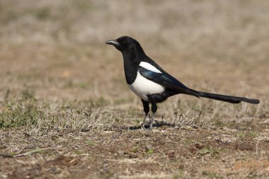 Ortak magpie. Pika pika