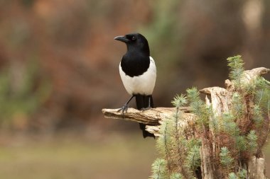 Ortak magpie. Pika pika