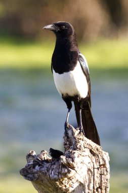 Ortak magpie. Pika pika
