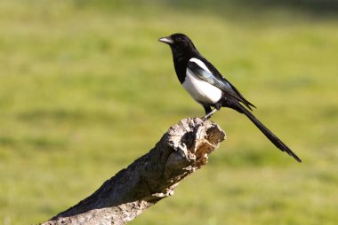 Ortak magpie. Pika pika
