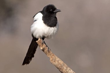 Ortak magpie. Pika pika