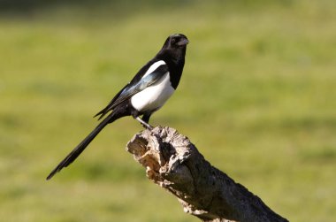 Ortak magpie. Pika pika