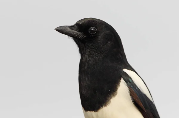 Common Magpie Pica Pica — Stock Photo, Image