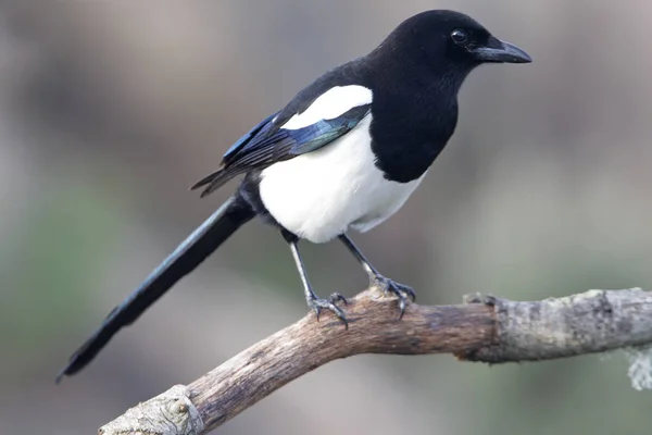 Gemensamma Skata Picapica — Stockfoto