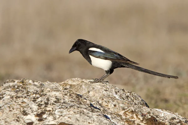 Gemensamma Skata Picapica — Stockfoto