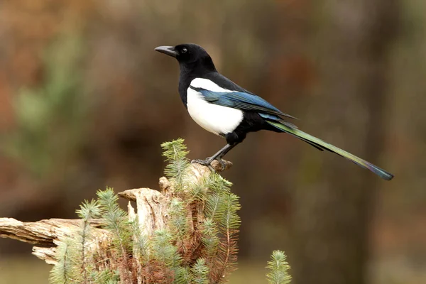 Ortak magpie. Pika pika