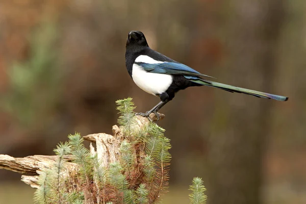 Una Gazza Comune Pica Pica — Foto Stock