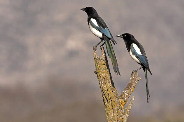Ortak magpie. Pika pika