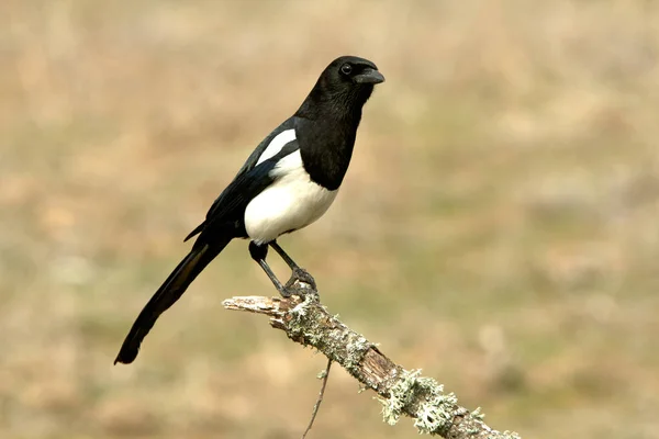 Ortak magpie. Pika pika