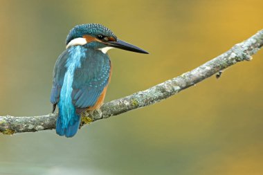 Ortak kingfisher. Alcedo şuna