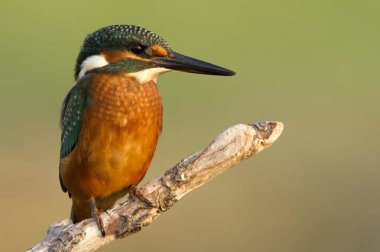 Ortak kingfisher. Alcedo şuna