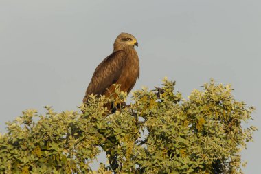 Siyah uçurtma. Milvus migrans