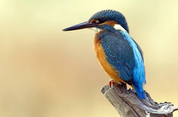 Ortak kingfisher. Alcedo şuna