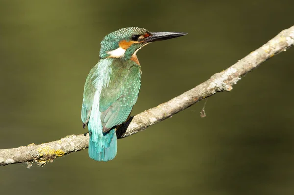 Pescador Reis Comum Alcedo Nisto — Fotografia de Stock