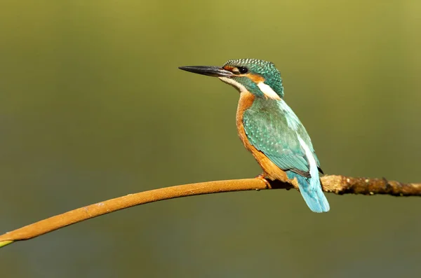 Pescador Reis Comum Alcedo Nisto — Fotografia de Stock