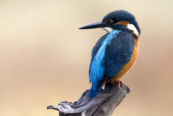 Pescador Reis Comum Alcedo Nisto — Fotografia de Stock