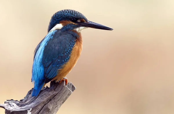 Pescador Reis Comum Alcedo Nisto — Fotografia de Stock