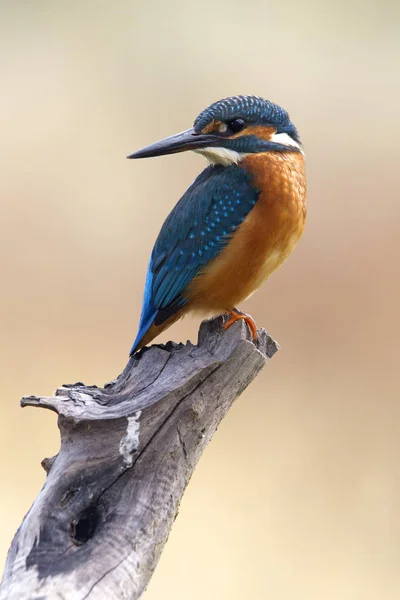 Pescador Reis Comum Alcedo Nisto — Fotografia de Stock