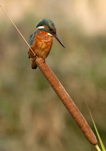 Ijsvogel Alcedo Atthis — Stockfoto