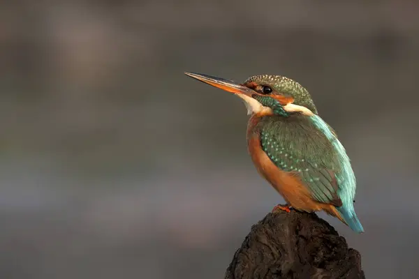 Ledňáček Říční Alcedo Atthis — Stock fotografie