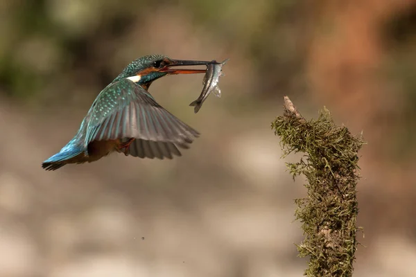 Martín Pescador Común Alcedo Este —  Fotos de Stock