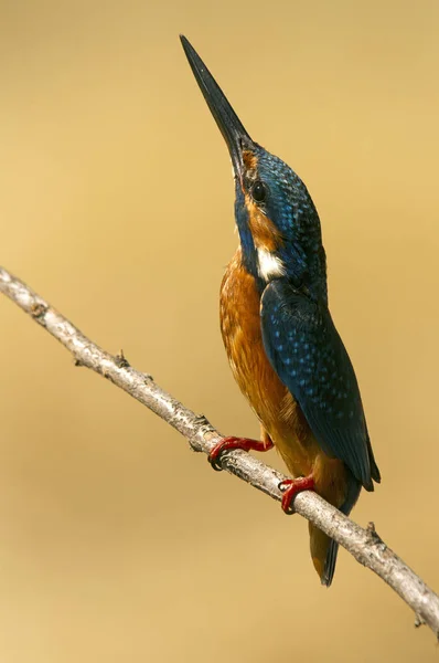 Pescador Reis Comum Alcedo Nisto — Fotografia de Stock