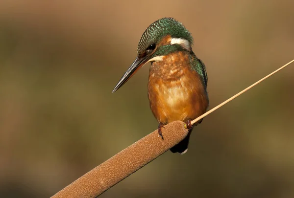 Common Kingfisher Alcedo Atthis — Stock Photo, Image