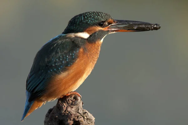 Ledňáček Říční Alcedo Atthis — Stock fotografie