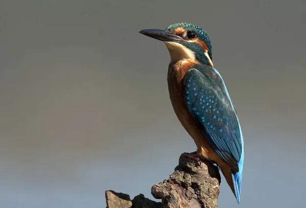 Pescador Reis Comum Alcedo Nisto — Fotografia de Stock