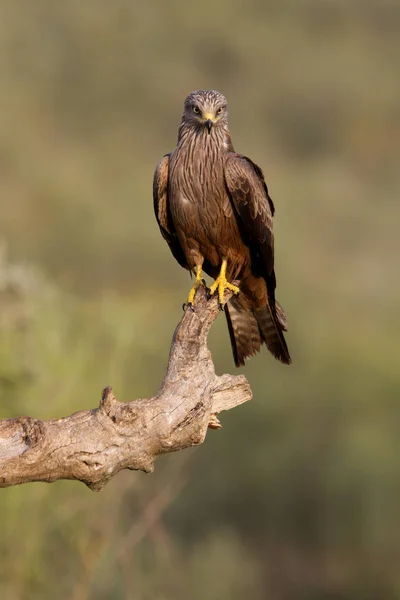 Papagaio Preto Milvus Migrans — Fotografia de Stock