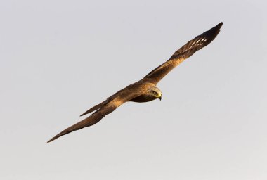 Siyah uçurtma. Milvus migrans