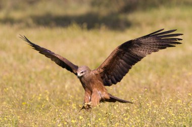 Siyah uçurtma. Milvus migrans