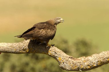 Siyah uçurtma. Milvus migrans